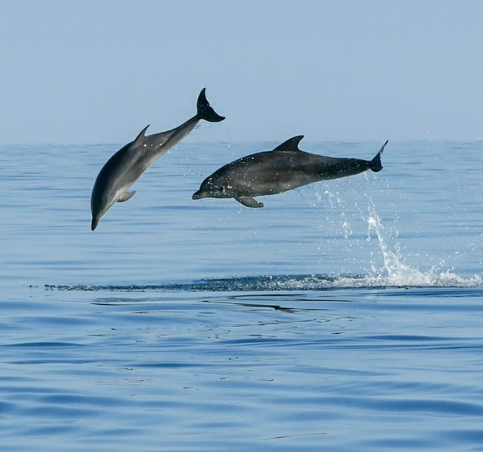 Family Sunset Dolphin Watching Tour from Rovinj