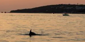 Group Sunset Dolphin Watching Tour from Rovinj