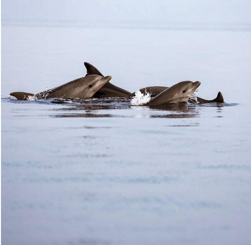 Young dolphins in the Adriatic