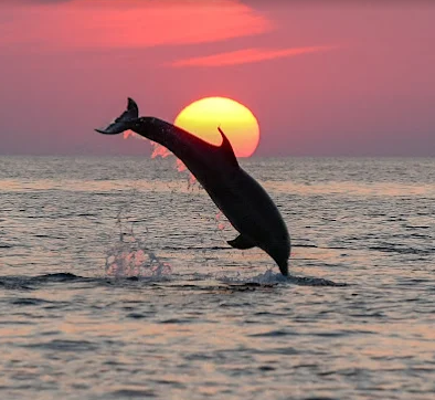 Dolphin watching at sunset