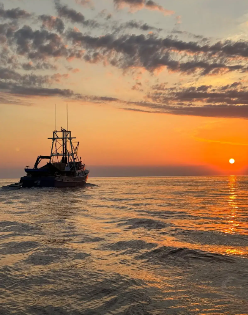 Sunset Dolphin Watching Tour from Rovinj